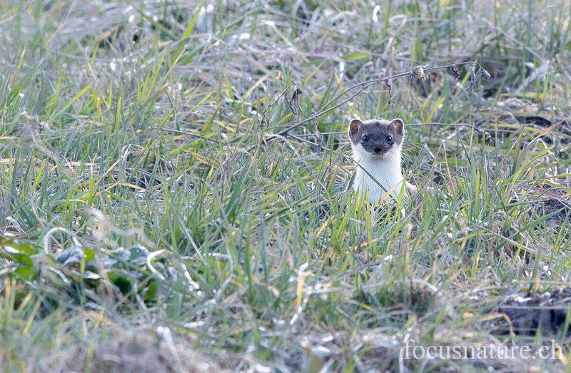 Hermine 5740.jpg - Hermine, Mustela erminea, en pelage d'hiver, mais mue presque terminée (Genève, Suisse, mars 2013)